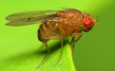 Plagas de moscas Drosophila en la industria alimentaria, consecuencias y su control
